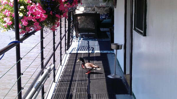 The Covington Inn by null