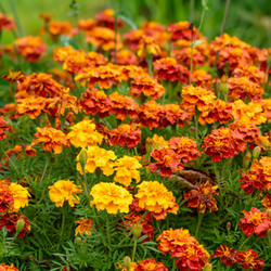 Premier Nursery