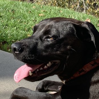 Premier Dog Training - Pet Training Near Me - Jessup, Maryland