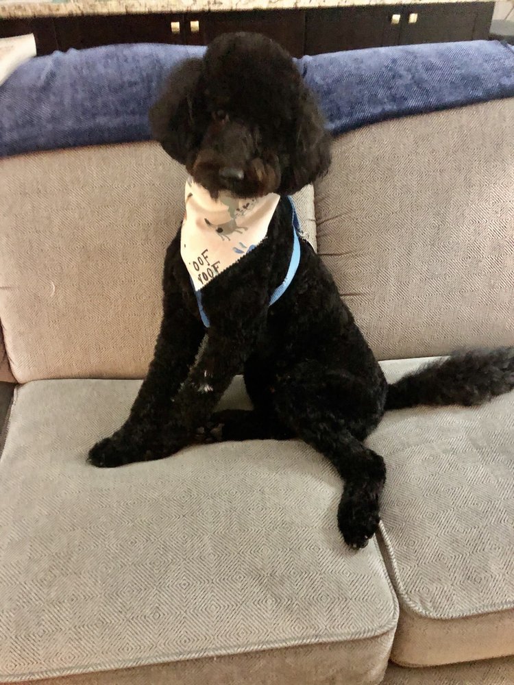 BOBBI’S BARKS AND BUBBLES Updated August 2024 26 Photos 2200 S