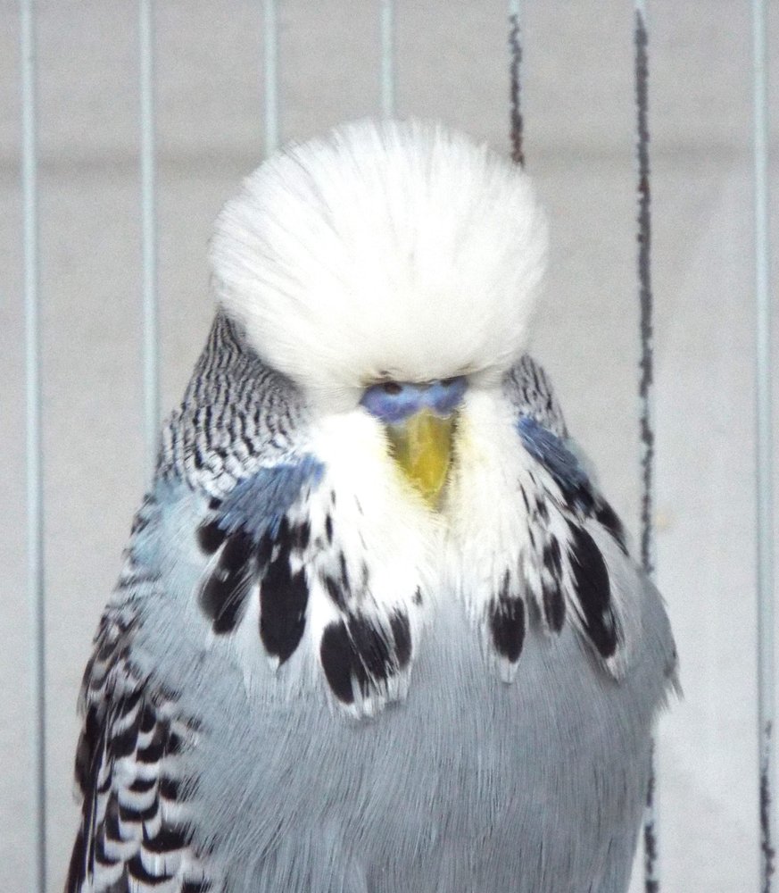 FOREST WONDERS 11 Photos 10 Massachusetts Avenue, Lunenburg, Massachusetts Pet Stores