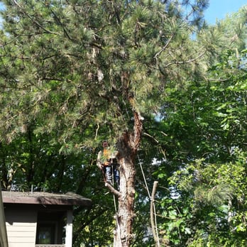 Stumpman - Tree Services Near Me Stumpman - Tree Services Near Me