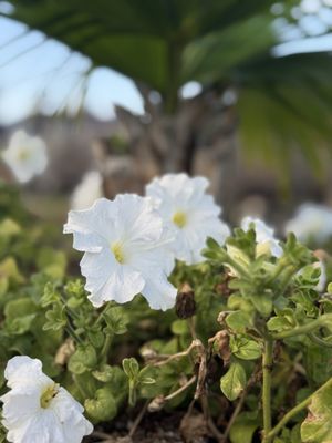 Jackson Square by null
