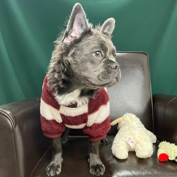 Furry Fiends - Pet Stores Near Me - New York, New York Furry Fiends - Pet Stores Near Me - New York, New York