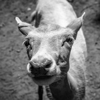 Wisconsin Deer Park - Zoos Near Me - Wisconsin Dells, Wisconsin Wisconsin Deer Park - Zoos Near Me - Wisconsin Dells, Wisconsin