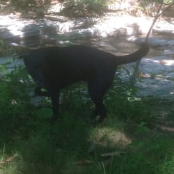 Teahouse Cottage - Dogs allowed and frequent the river