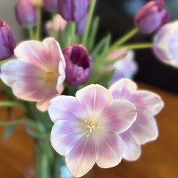 Dalbol Flowers & Gifts