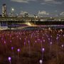 Photo of Field of Light at Freedom Plaza