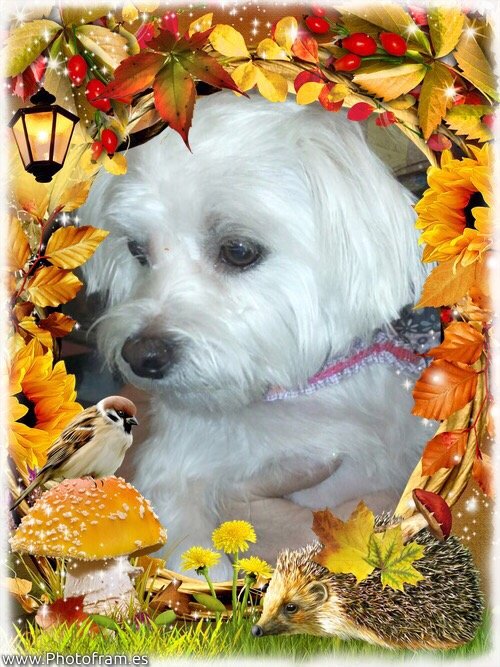 THE POOCH SALON Updated July 2024 432 N Trailwood St, Sulphur, Louisiana Pet Groomers