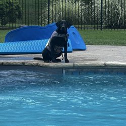 Stonnie Dennis Dog Training & Boarding - Learning to tolerate a life jacket for future adventures.