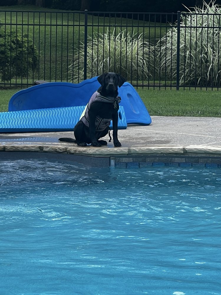 Stonnie Dennis Dog Training & Boarding - pet boarding facility in Winchester, KY