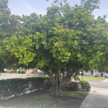 Ezra Tree Service - Before trimming - Tree Services Near Me