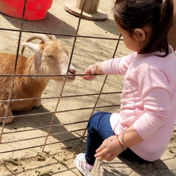 Barnyard Buddies - Petting Zoos Near Me - Lakewood, California