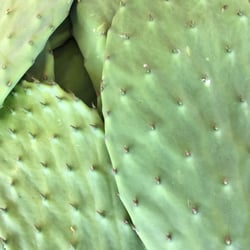 Atwater Flea & Farmers Market - Cactus