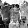 Photo of Risius Family Veterinary Service