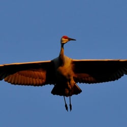 Studio 315 Photography Workshops - On Patrol. A Sandhill Crane flys over giving a cautious eye.