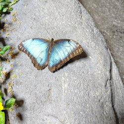 BFLY - Kinds of butterflies in the butterfly area.