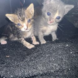 Animal Clinic Of The Oaks - With gratitude, Luna and Loki are doing GREAT! This was them as babies and thanks to you all, they're all grown up now!