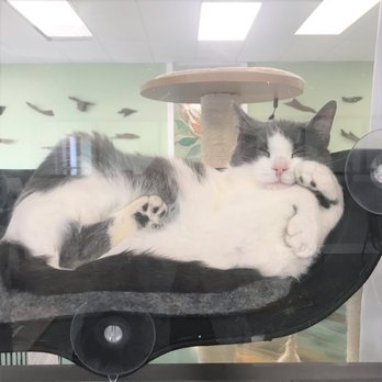 Kitty Kingdom Cat Cafe - Cage free as possible - Pet Adoption Near Me - Chesapeake, Virginia Kitty Kingdom Cat Cafe - Cage free as possible - Pet Adoption Near Me - Chesapeake, Virginia