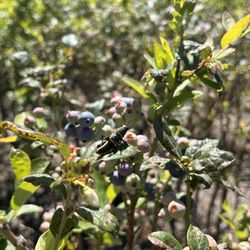Chapman's U-Pick Berry Farm - Beautiful grasshopper within the bushes.
