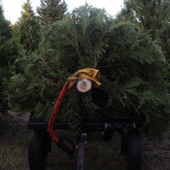 Days Of Creation - Christmas Trees Near Me - Jesup, Georgia Days Of Creation - Christmas Trees Near Me - Jesup, Georgia
