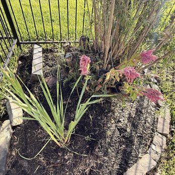 Devin Landscapes - Clarence left in the base of a bottle brush - Landscaping Near Me
