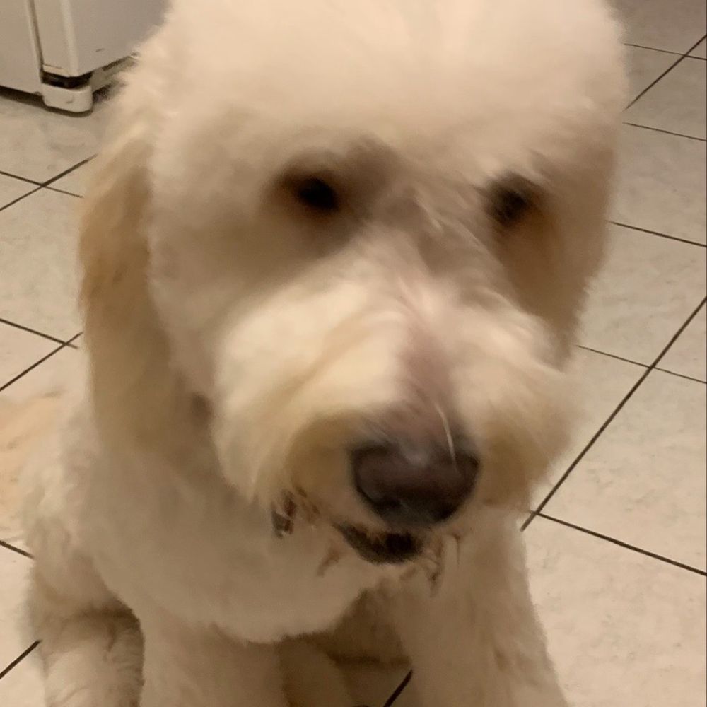In N Out - Sara - Pet Groomers Near Me - Colonia, New Jersey In N Out - Sara - Pet Groomers Near Me - Colonia, New Jersey