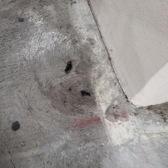 IMT Gallery 421 - Literally walked by this particular feces for more than a month - Apartments Near Me - Long Beach, California