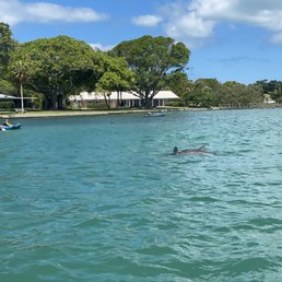Dolphin mom and calf Dolphin mom and calf
