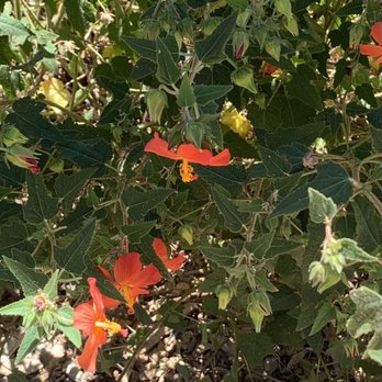 Markham Nature Park & Arboretum - Parks Near Me - Concord, California