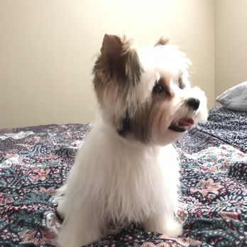 salty paws healthy pet market