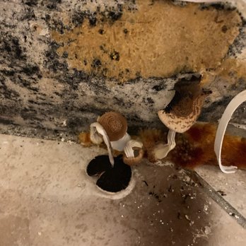 SERVPRO of Black Hawk County - Mold growing in the bathroom. - Carpet Cleaning Near Me - Waterloo, Iowa SERVPRO of Black Hawk County - Mold growing in the bathroom. - Carpet Cleaning Near Me - Waterloo, Iowa