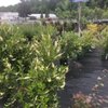 Gardener's Supply gift card