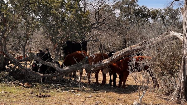 Colorado Bend State Park by null