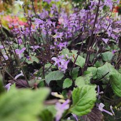 Leonardi's Nursery Landscaping & Irrigation