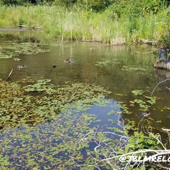 McLane Creek Nature Trail - Parks Near Me - Olympia, Washington McLane Creek Nature Trail - Parks Near Me - Olympia, Washington