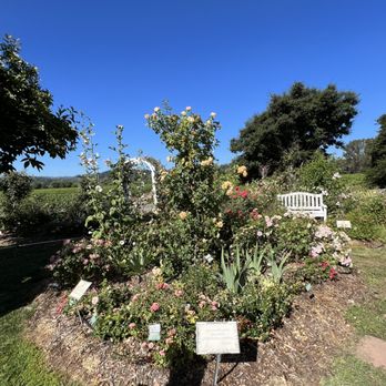 Russian River Rose Company - Nurseries & Gardening Near Me - Healdsburg, California Russian River Rose Company - Nurseries & Gardening Near Me - Healdsburg, California