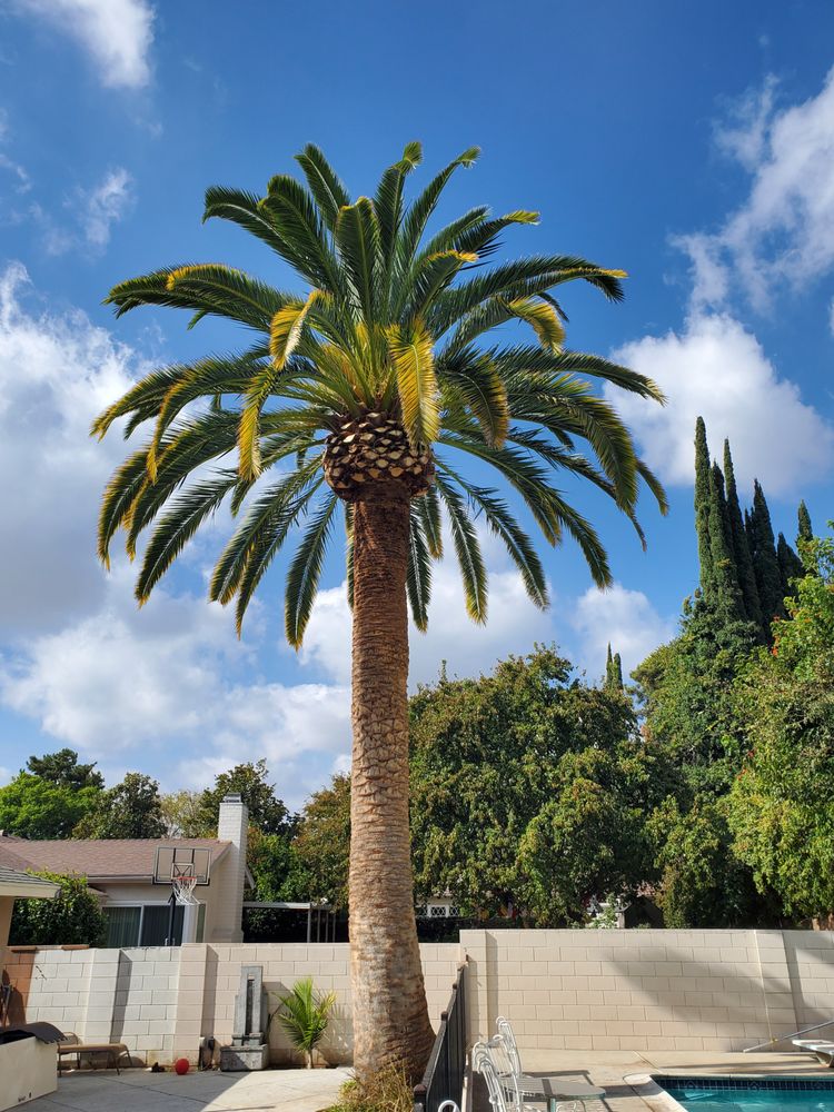 All Around Tree Care - tree service in San Fernando Valley, CA