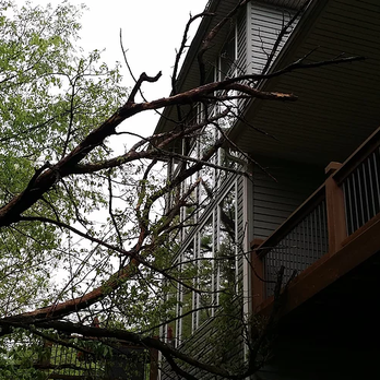 Campbell's Pro Tree Service - Tree Services Near Me - Pacific, Missouri Campbell's Pro Tree Service - Tree Services Near Me - Pacific, Missouri