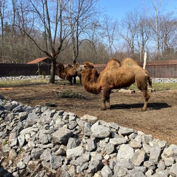 Utica Zoo - Camel - Zoos Near Me - Utica, New York Utica Zoo - Camel - Zoos Near Me - Utica, New York