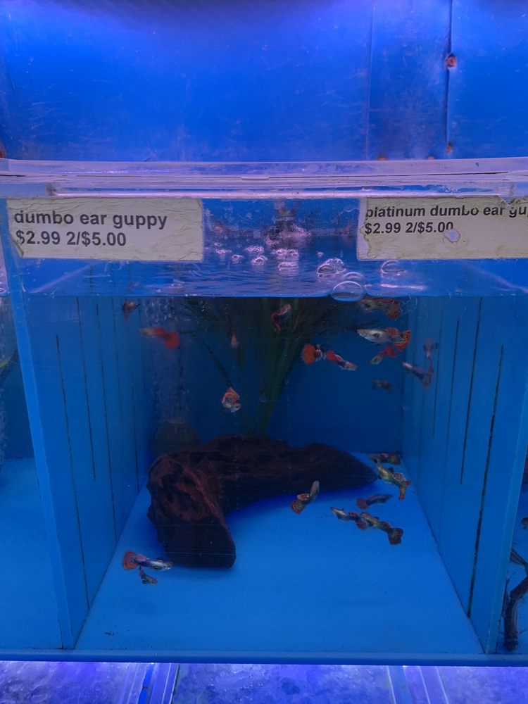 6th Ave Aquarium - koi in San Francisco, CA