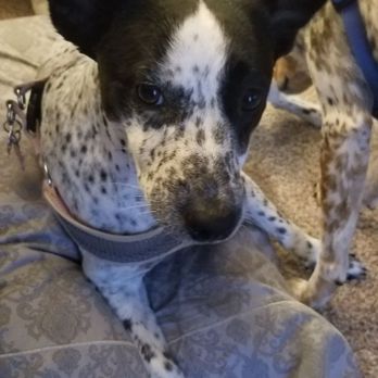 Hai Max Pet Grooming - Bella. We wanted her totally shaved and they did a great job - Pet Sitting Near Me - Louisville, Kentucky Hai Max Pet Grooming - Bella. We wanted her totally shaved and they did a great job - Pet Sitting Near Me - Louisville, Kentucky
