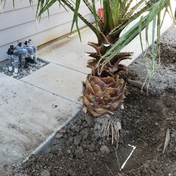 CBC Tree Services Inc - Before - Tree Services Near Me CBC Tree Services Inc - Before - Tree Services Near Me