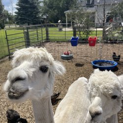 RunDown Ranch Kids Farm