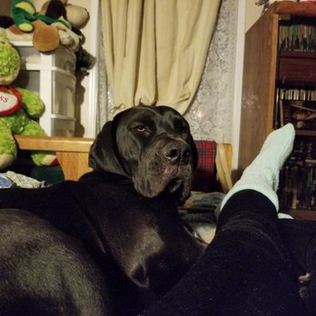 Big Bones Canine Rescue - Pet Adoption Near Me
