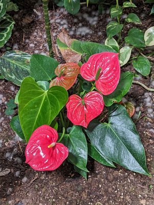 Giardini la Mortella by null