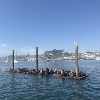 Lost Isle Adventures - seals! - Boat Tours Near Me - Morro Bay, California