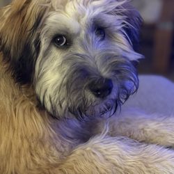 J & K Pet Services - After her puppy trim.