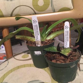 Norman's Orchid Nursery - Nurseries & Gardening Near Me - Montclair, California