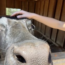 The Happy Heart Haven - Cow